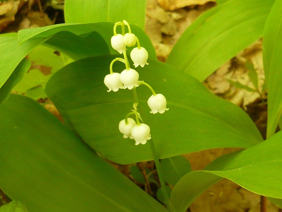 Convallaria majalis (Asparagaceae)